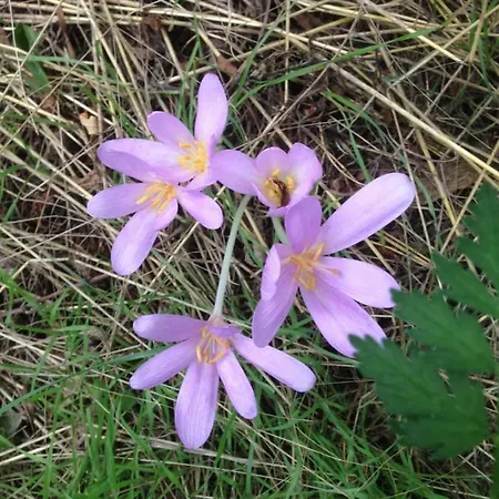 Petra Maria Soelle - Sehr Privat Σπίτι διακοπών Presseggersee