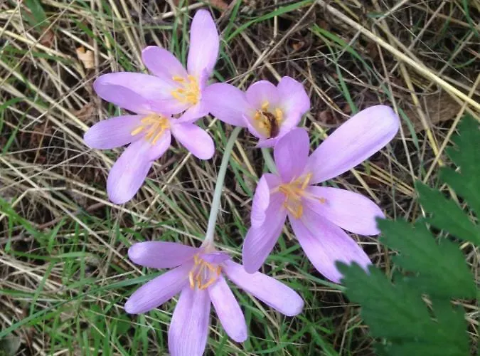 Petra Maria Soelle - Sehr Privat Tatil Evi Presseggersee