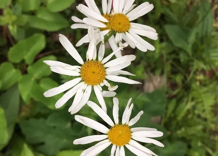 Petra Maria Soelle - Sehr Privat Tatil Evi